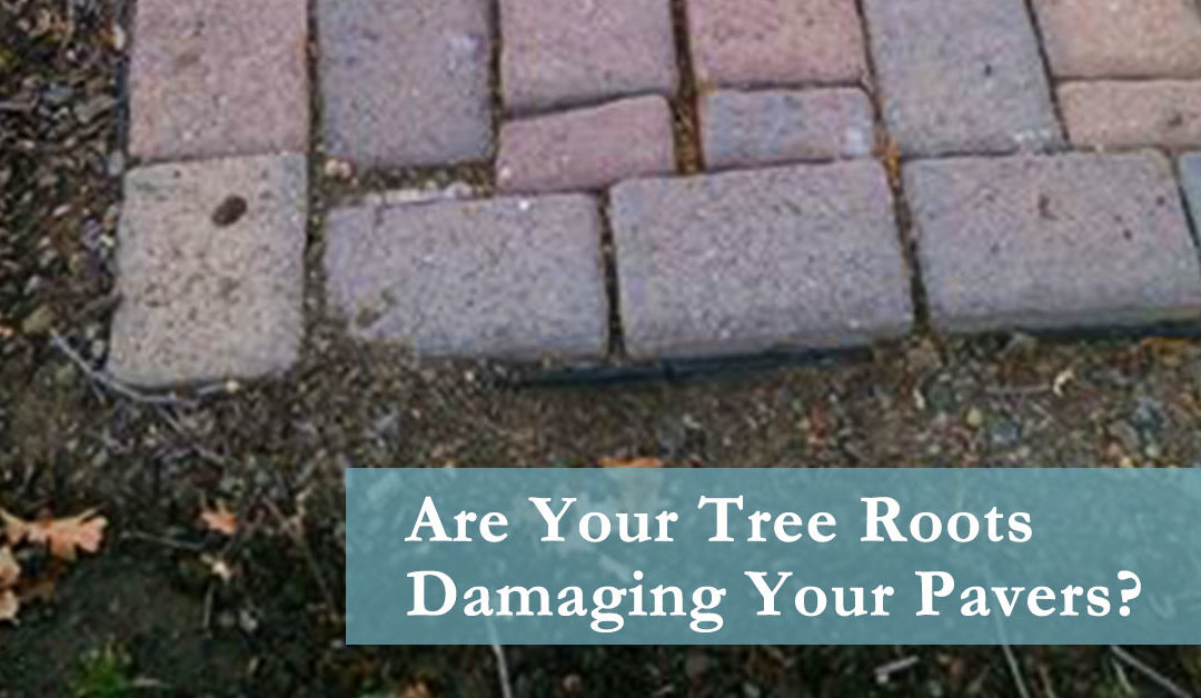 Are Your Tree Roots Damaging Your Pavers?